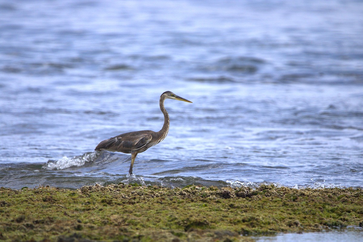 Great Blue Heron - Mattéo Antoine