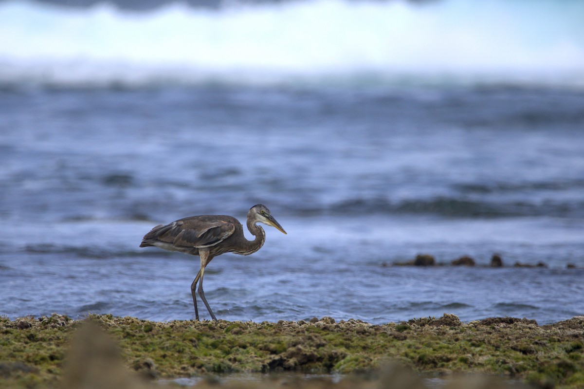 Great Blue Heron - Mattéo Antoine