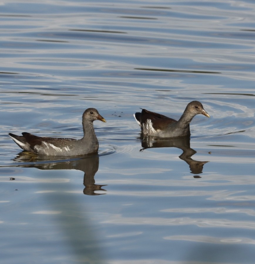 Common Gallinule - Janaina Souza