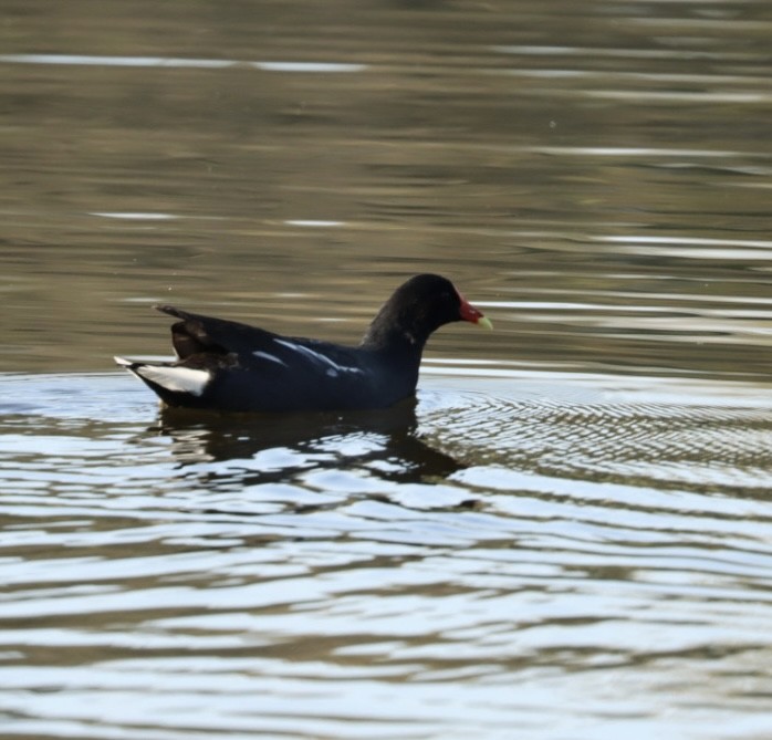 Common Gallinule - Janaina Souza