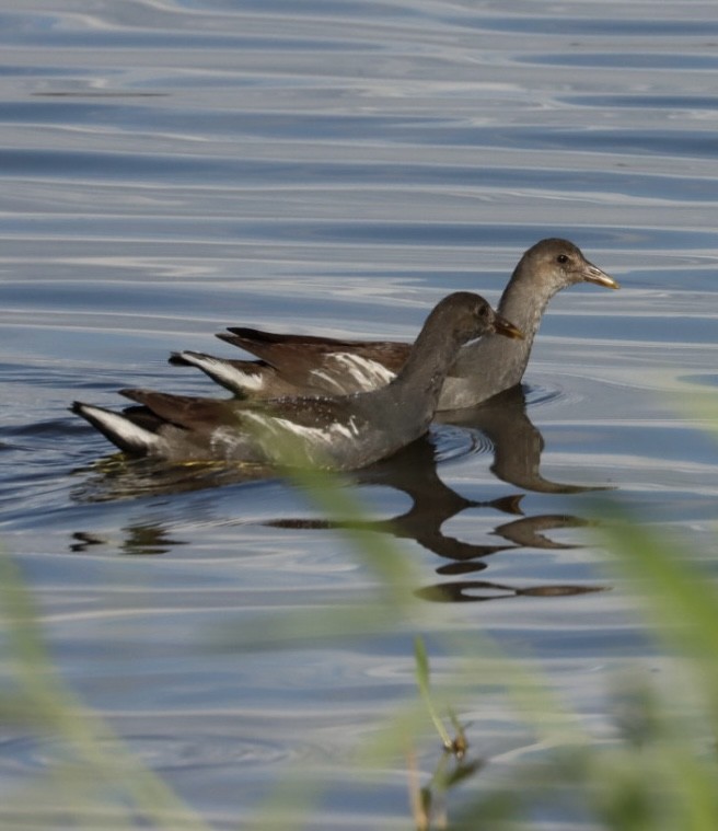 Common Gallinule - Janaina Souza