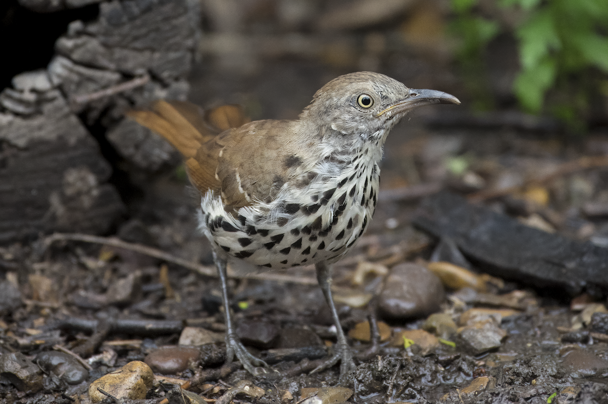 Long-billed Thrasher - Mickie V