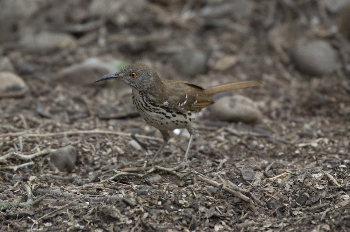 Long-billed Thrasher - ML619543101