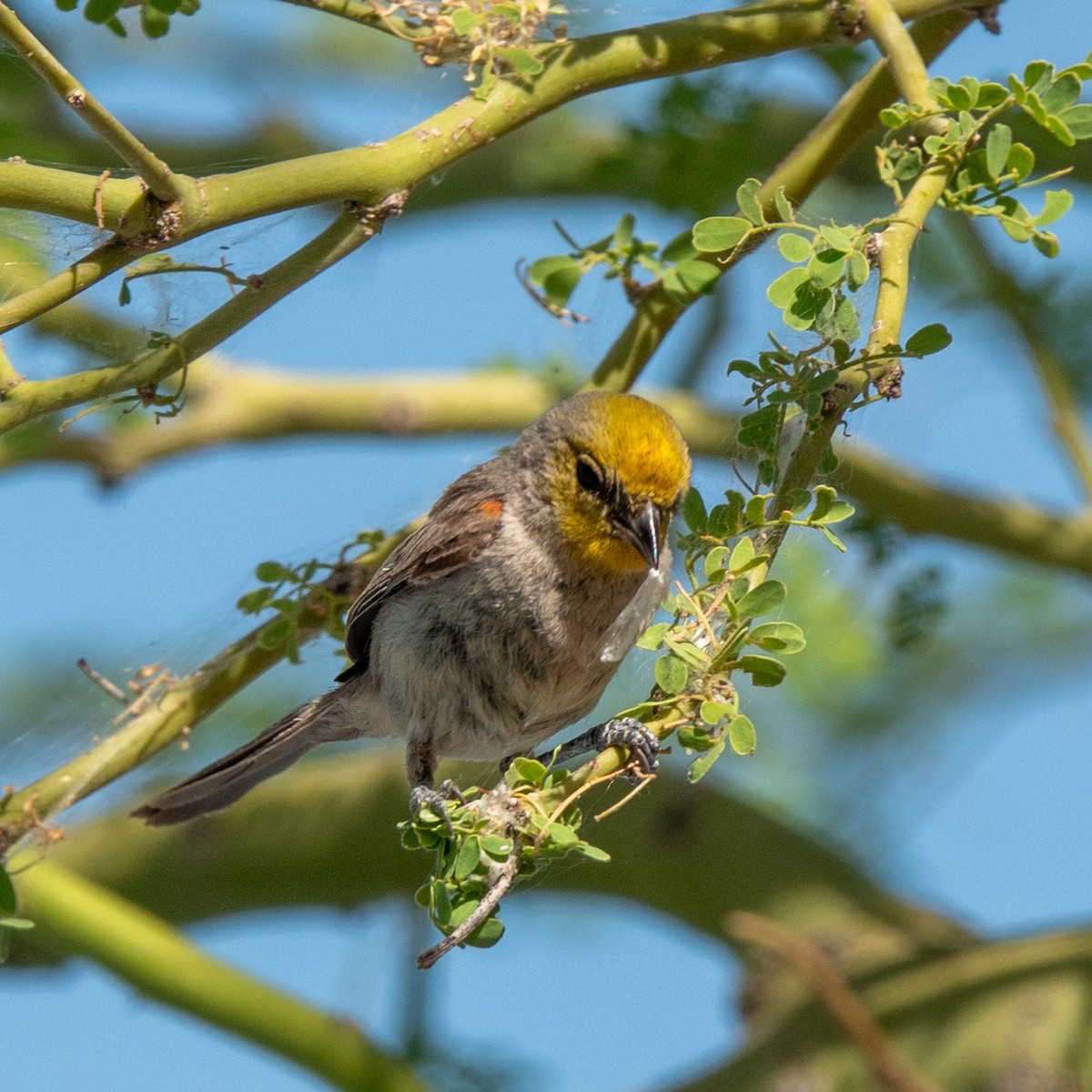 Verdin - Anonymous