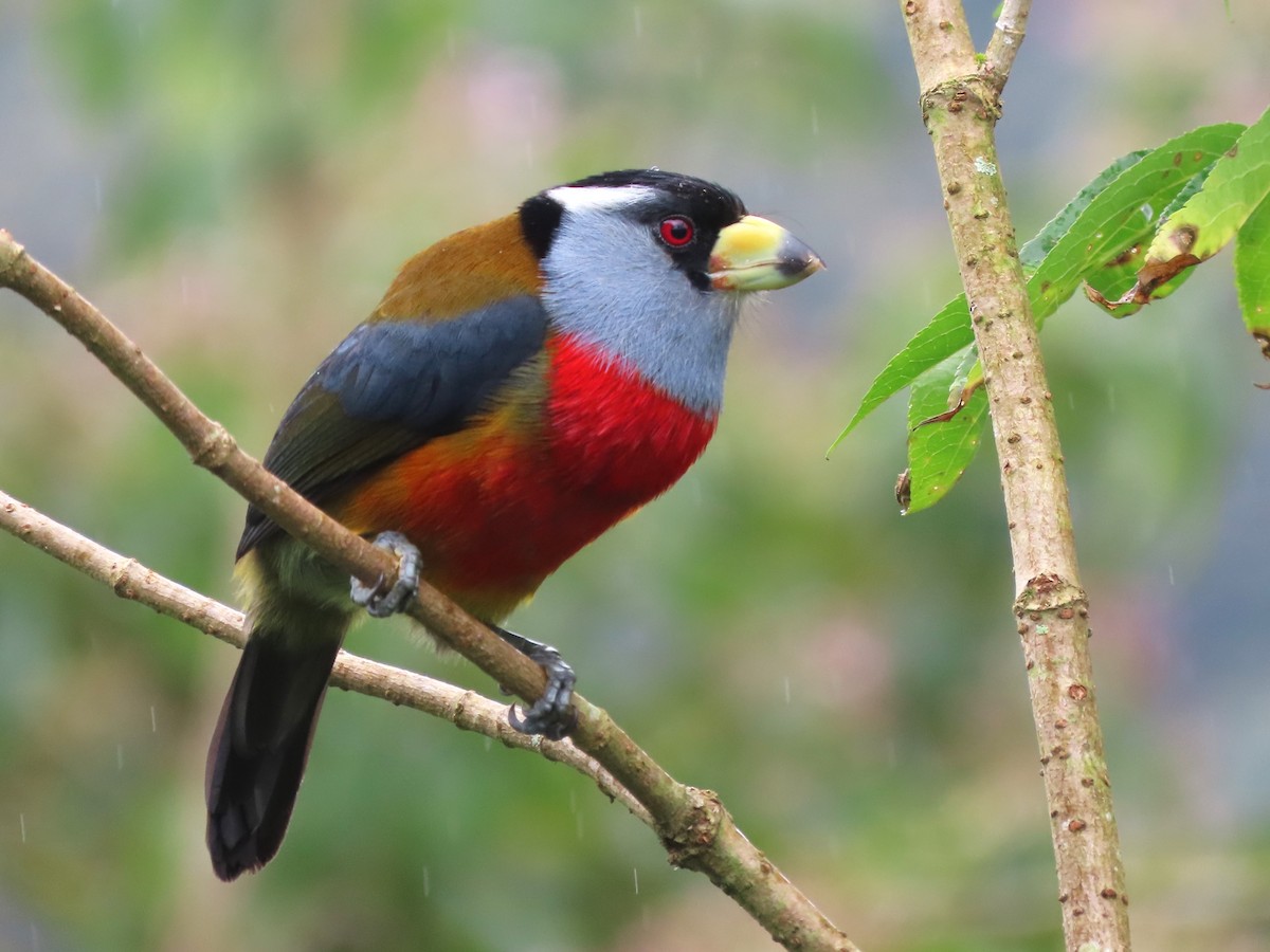 Toucan Barbet - Hugo Foxonet