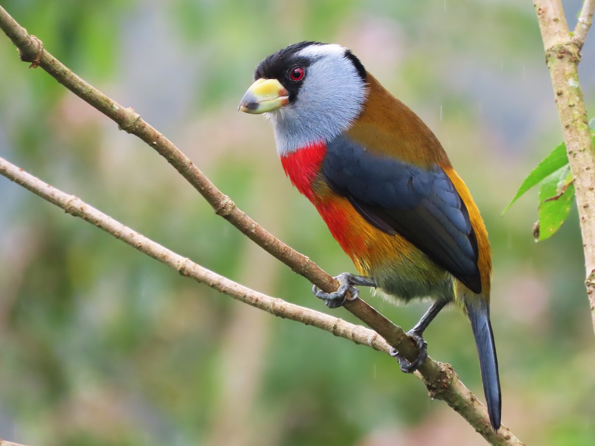 Toucan Barbet - Hugo Foxonet