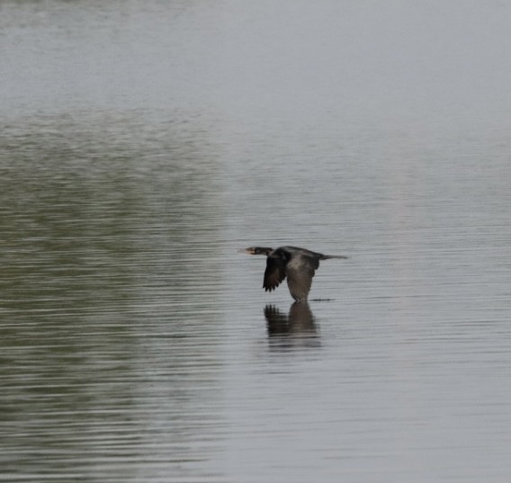 Neotropic Cormorant - Janaina Souza