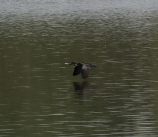 Neotropic Cormorant - Janaina Souza