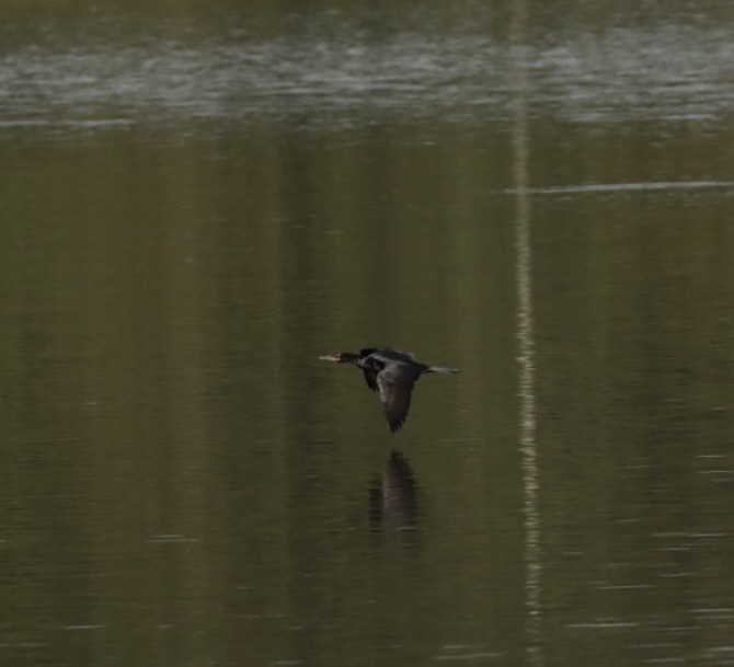 Neotropic Cormorant - Janaina Souza