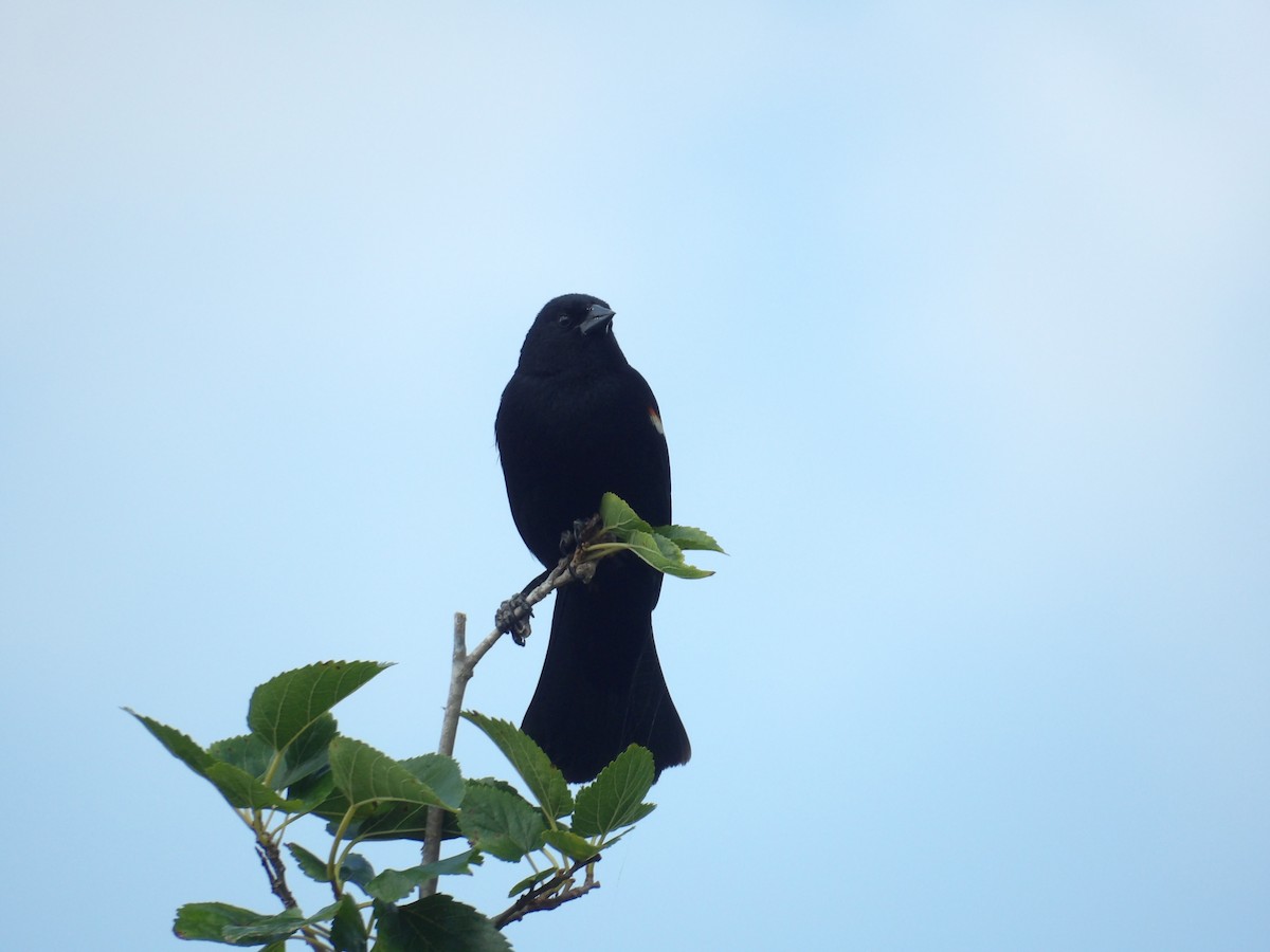 Red-winged Blackbird - Jerhemy Lonzo