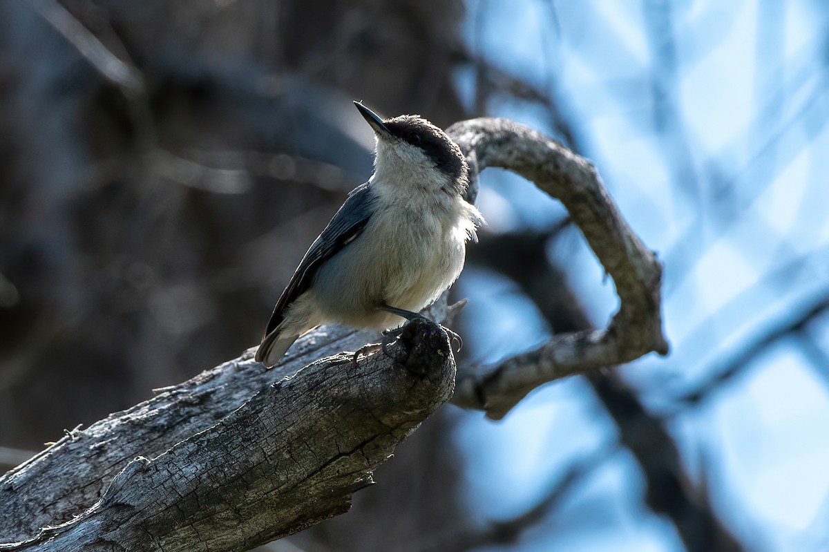 Pygmy Nuthatch - Scott O'Donnell