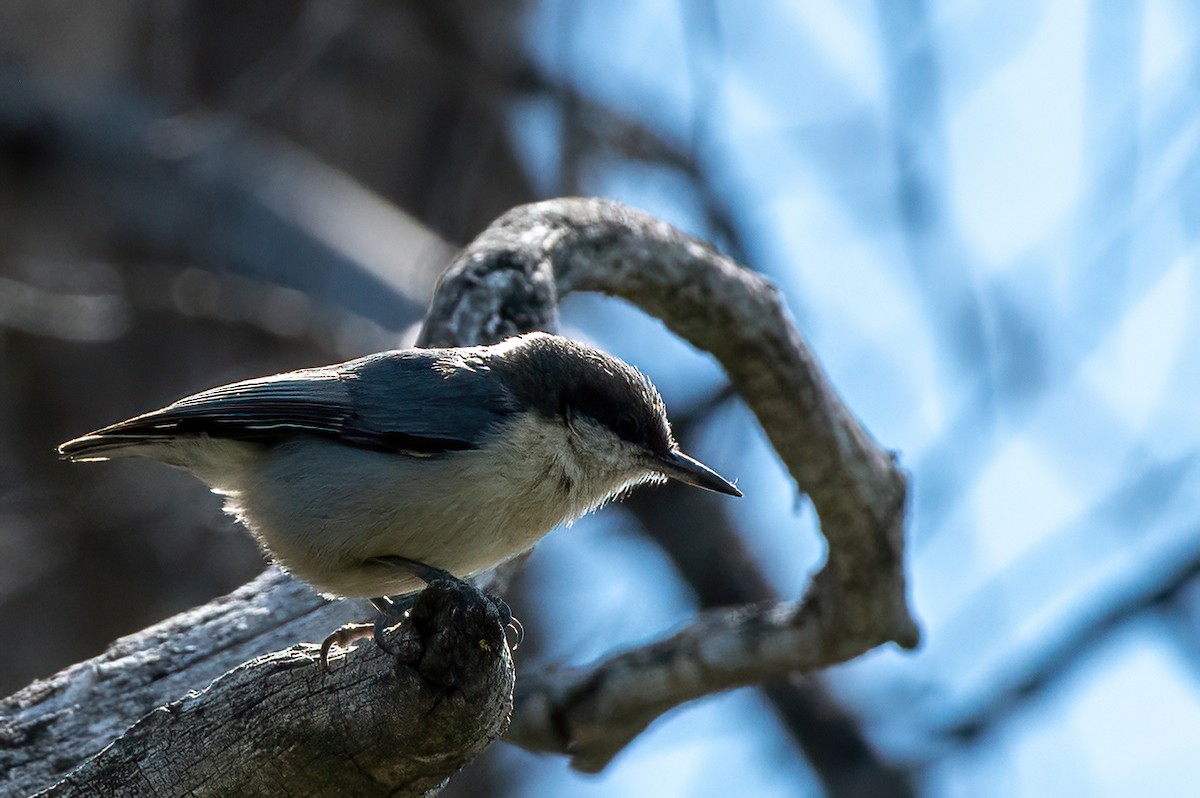 Pygmy Nuthatch - Scott O'Donnell