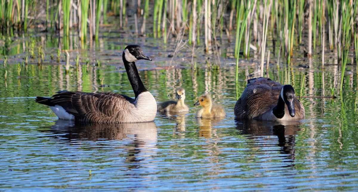 Canada Goose - Cécile Charlton