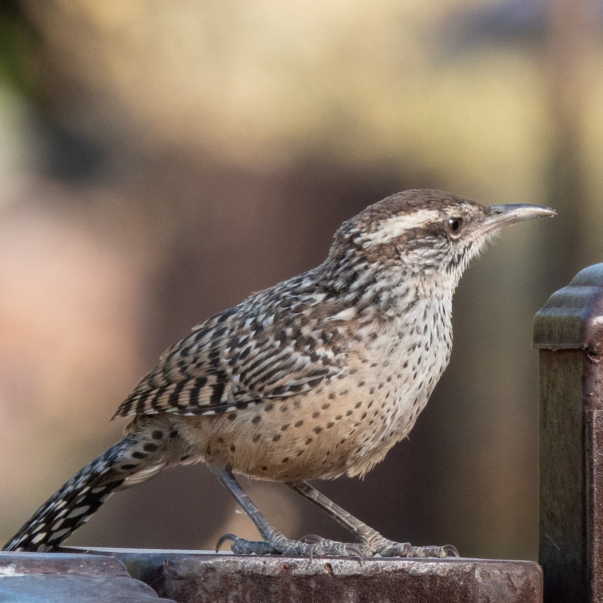 Cactus Wren - Anonymous