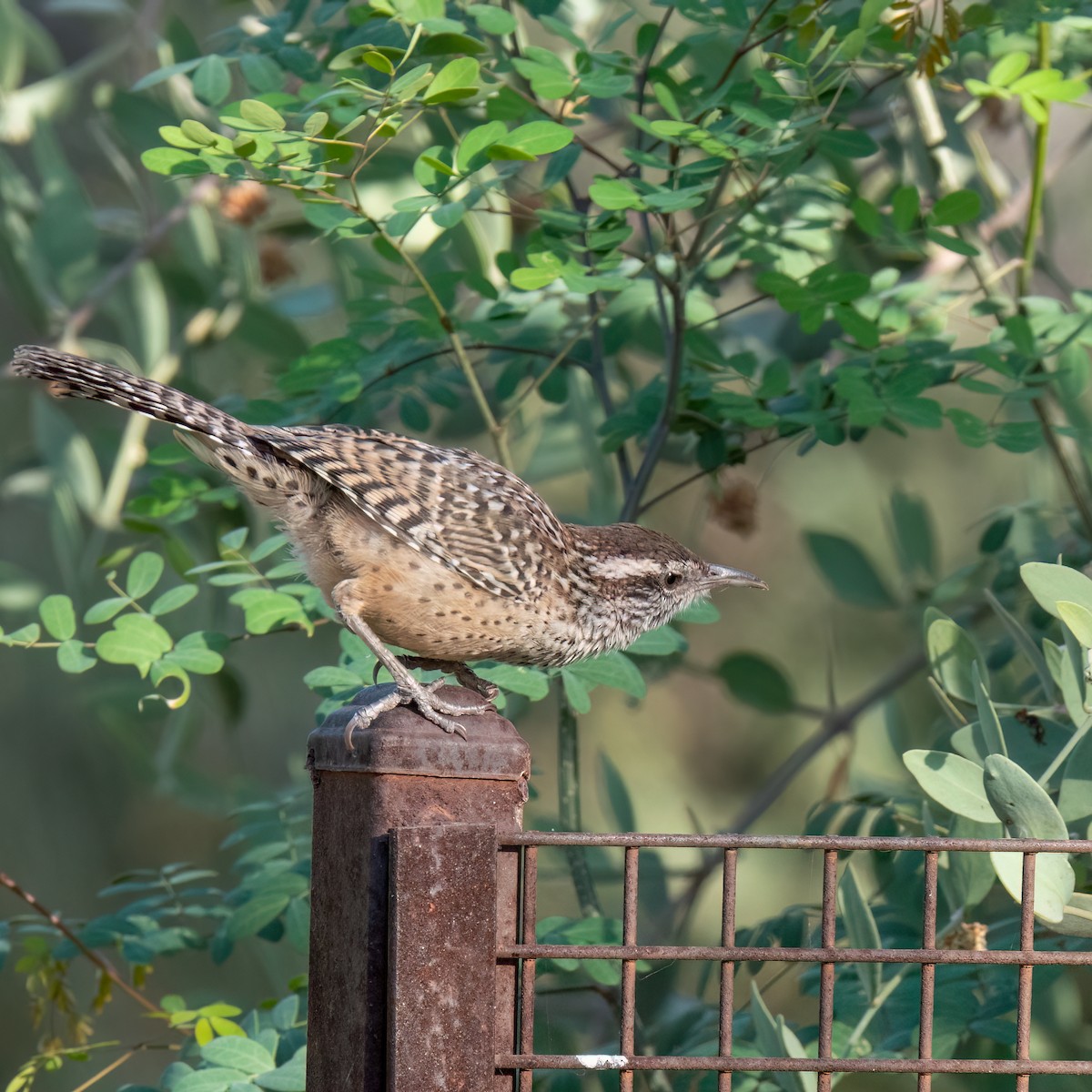 Cactus Wren - ML619543131