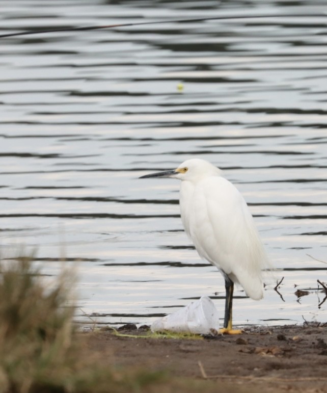 Snowy Egret - Janaina Souza