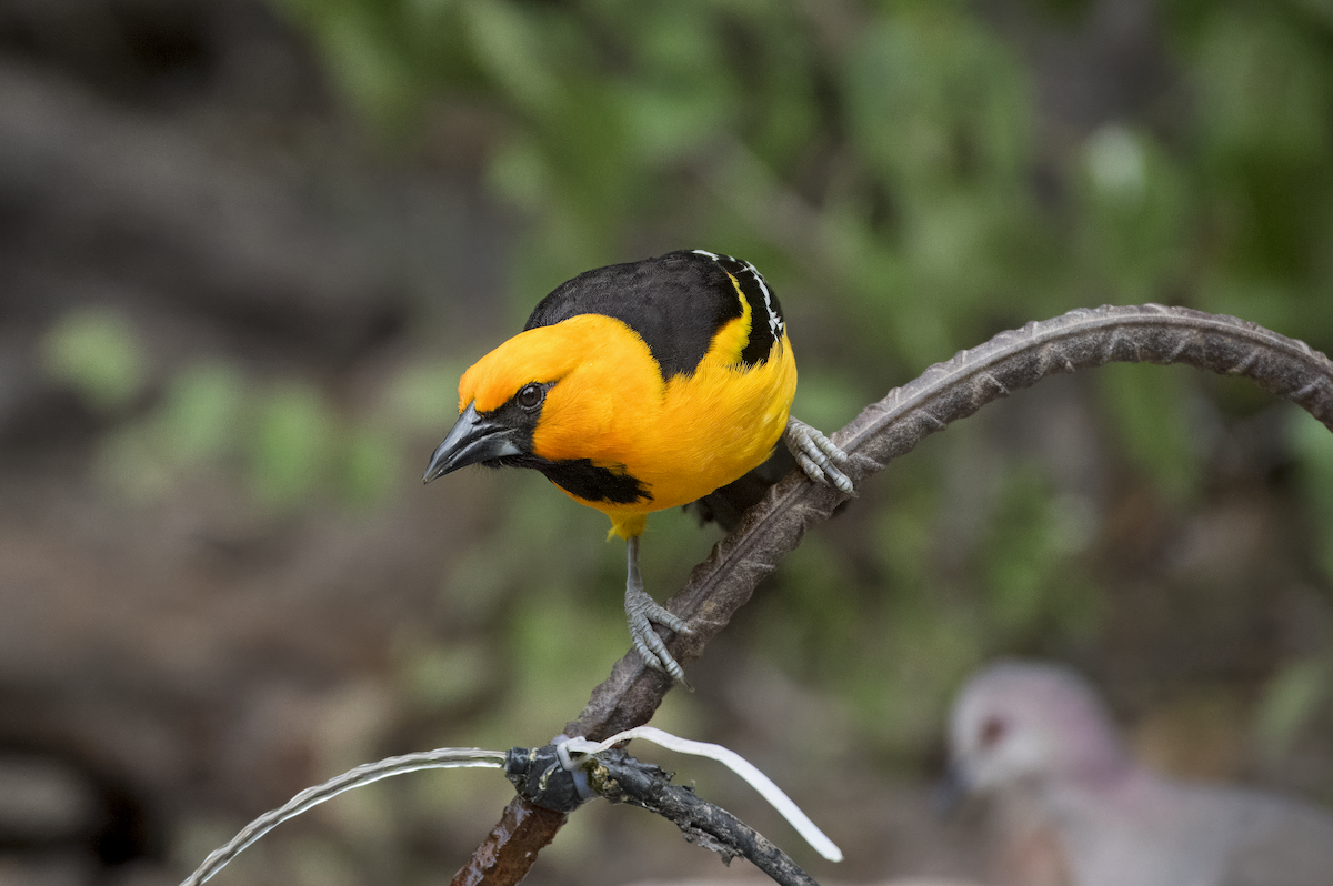 Altamira Oriole - Mickie V