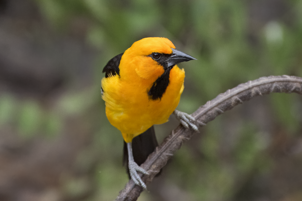 Altamira Oriole - Mickie V