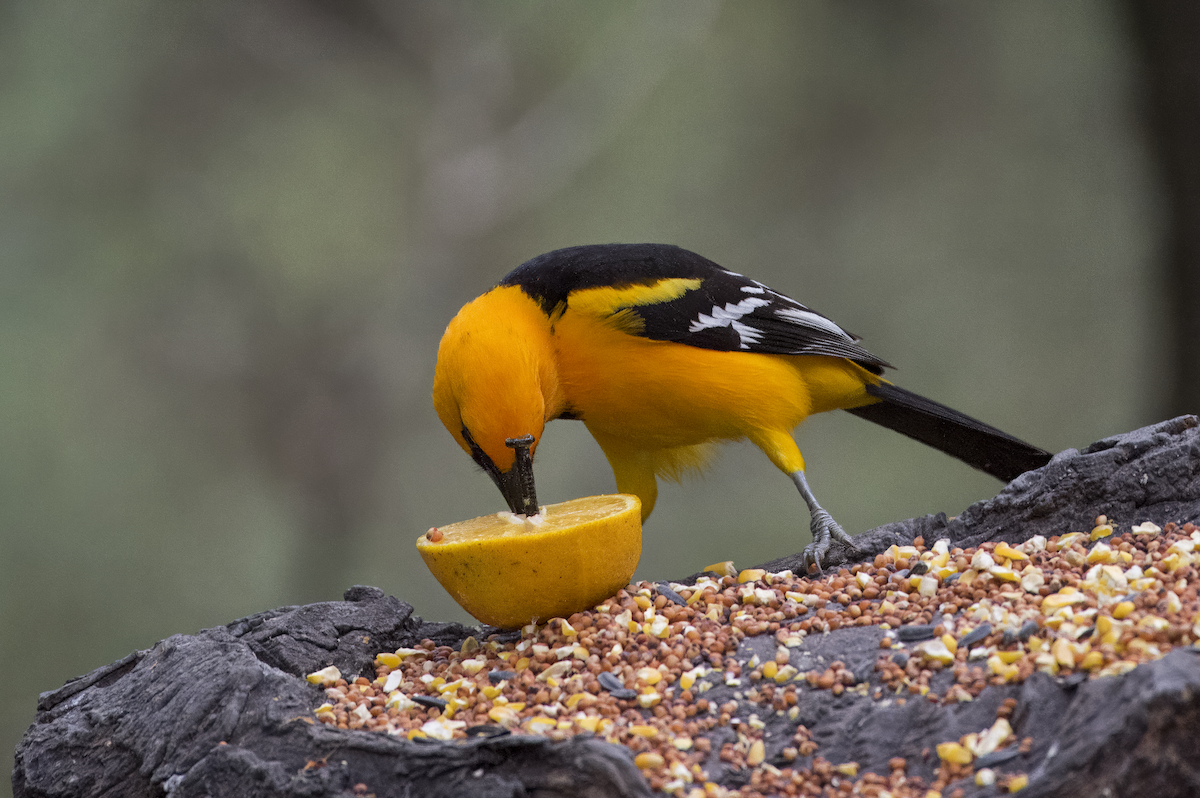 Altamira Oriole - Mickie V