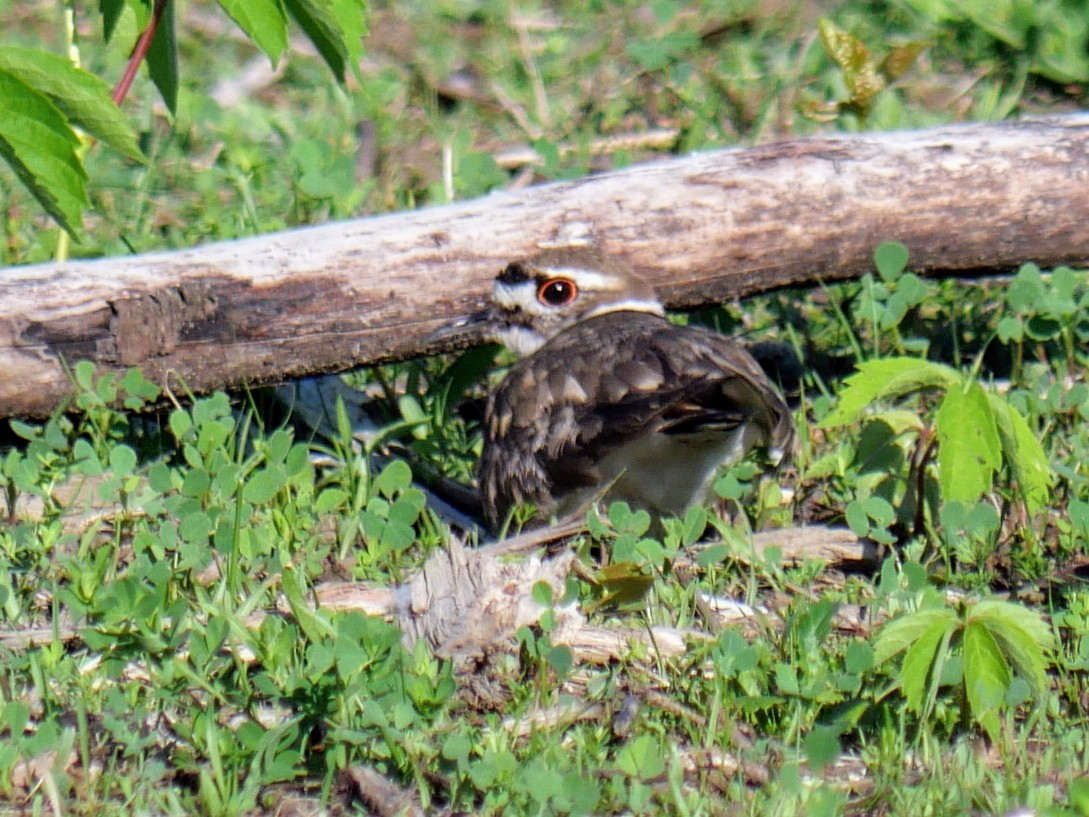 Killdeer - Cécile Charlton