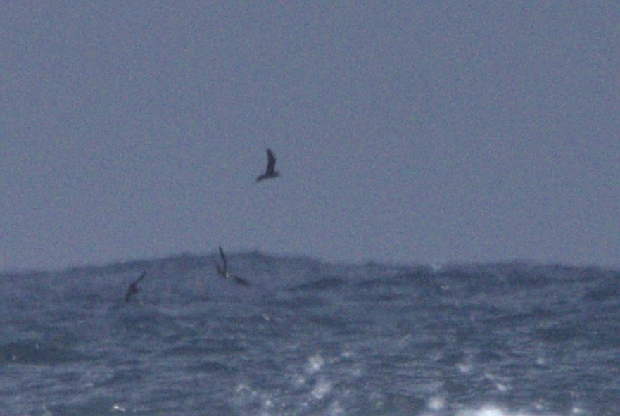 Brown Noddy - Mattéo Antoine