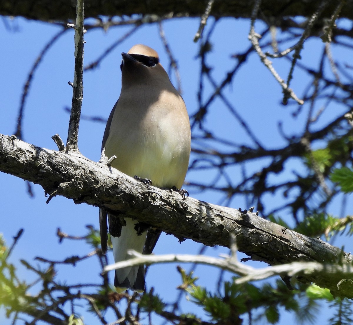 Cedar Waxwing - Michelle Bélanger