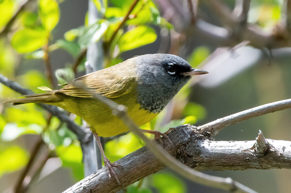 MacGillivray's Warbler - Scott O'Donnell