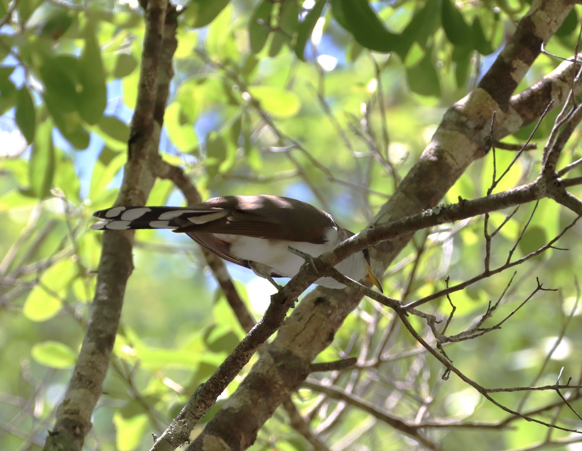 Yellow-billed Cuckoo - Keith Laakkonen