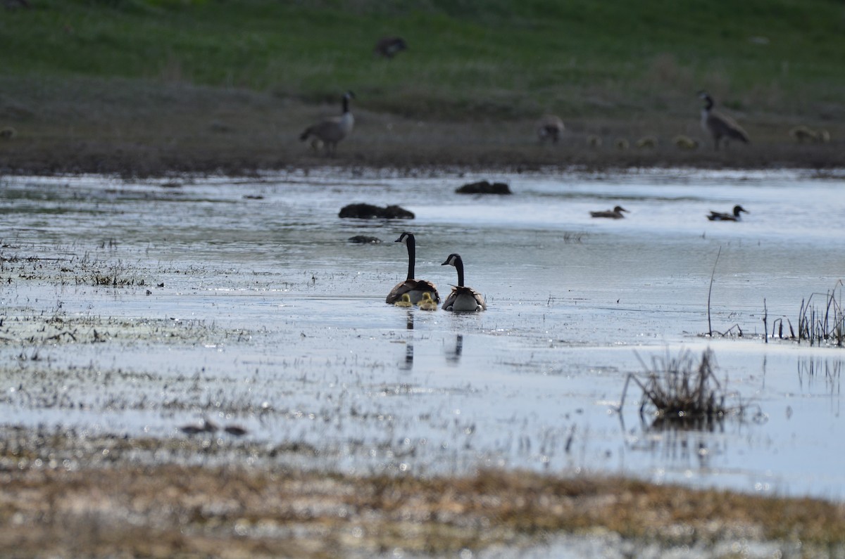 Canada Goose - Carmen Tavares