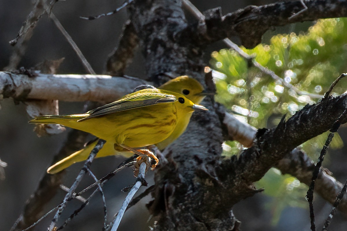 Yellow Warbler - Scott O'Donnell