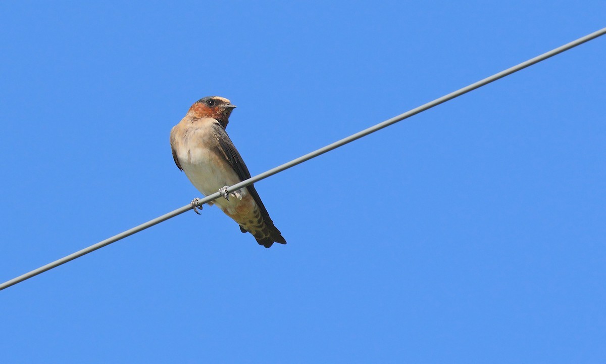 Cliff Swallow - Adrián Braidotti