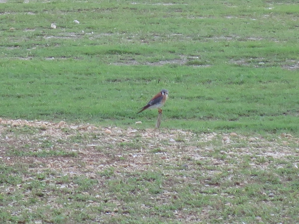 American Kestrel - Tracy Bernhardt