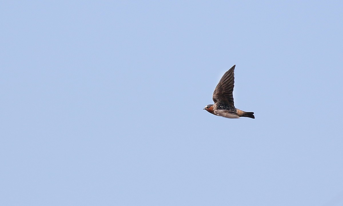 Cliff Swallow - Adrián Braidotti