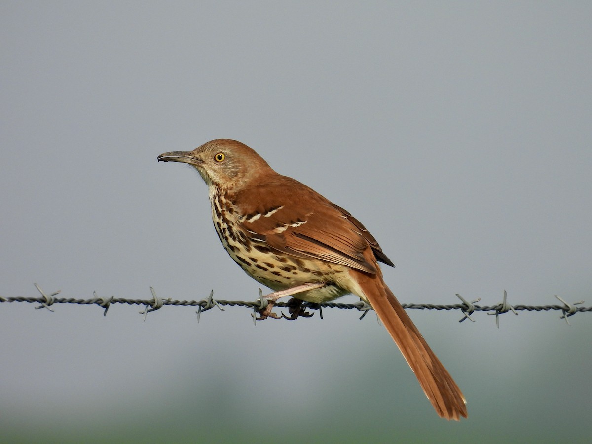 Brown Thrasher - ML619543169