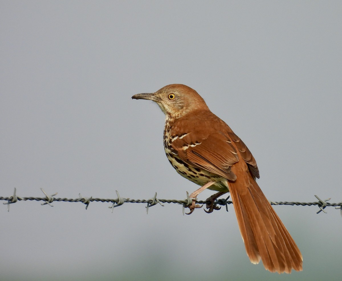 Brown Thrasher - Dana Sterner