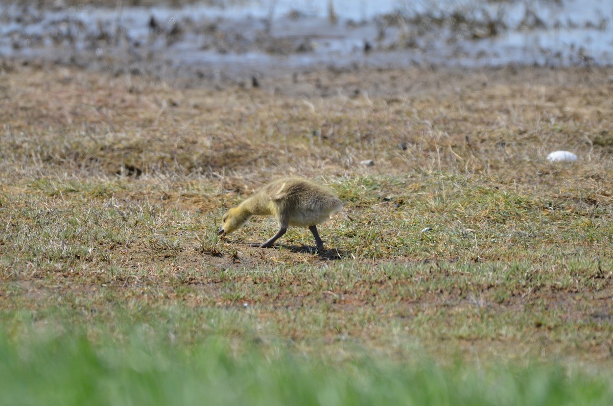 Canada Goose - Carmen Tavares