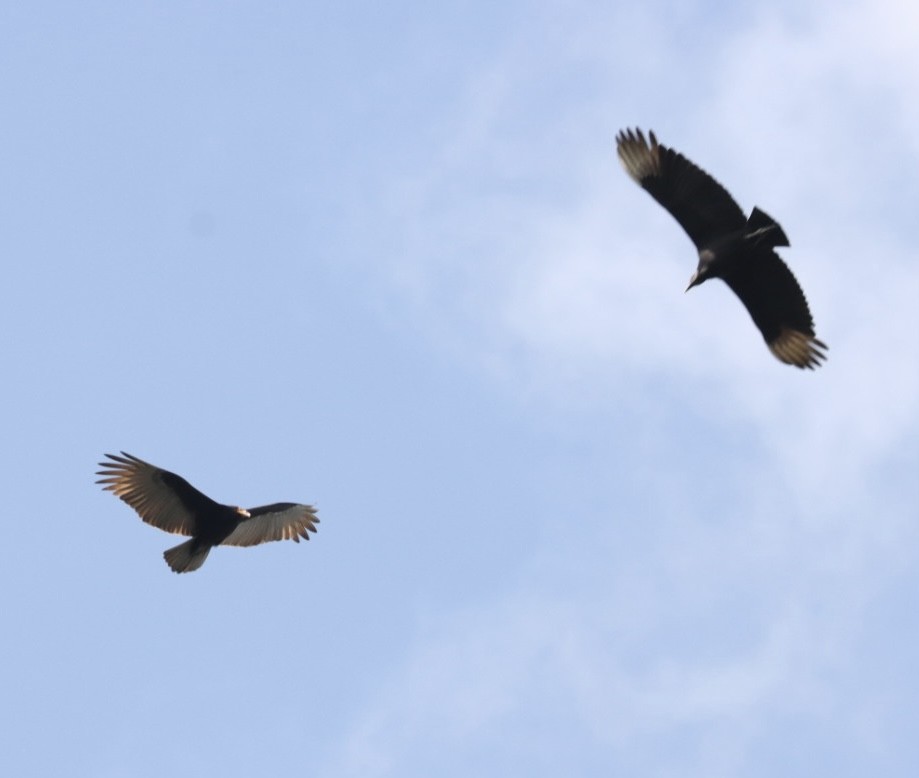 Black Vulture - Janaina Souza