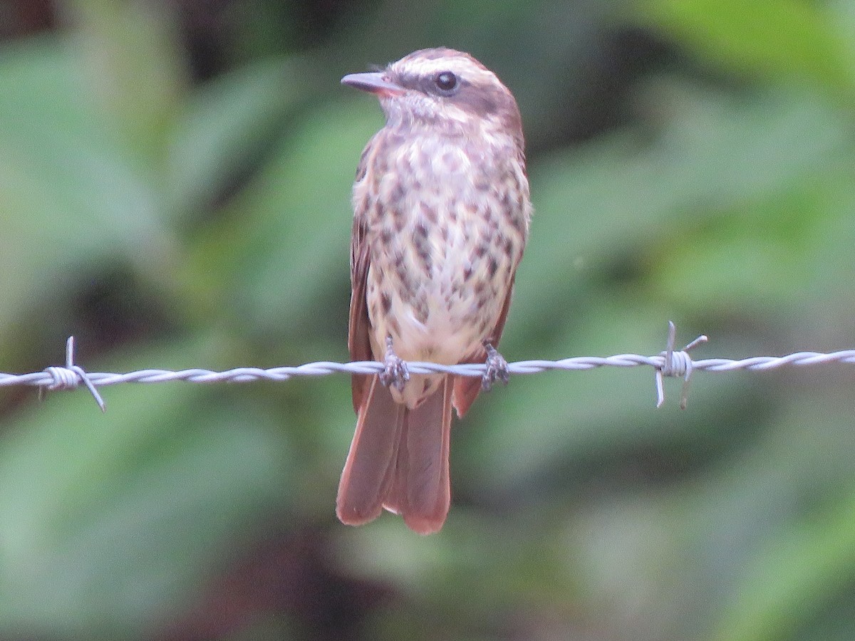 Variegated Flycatcher - René Leal