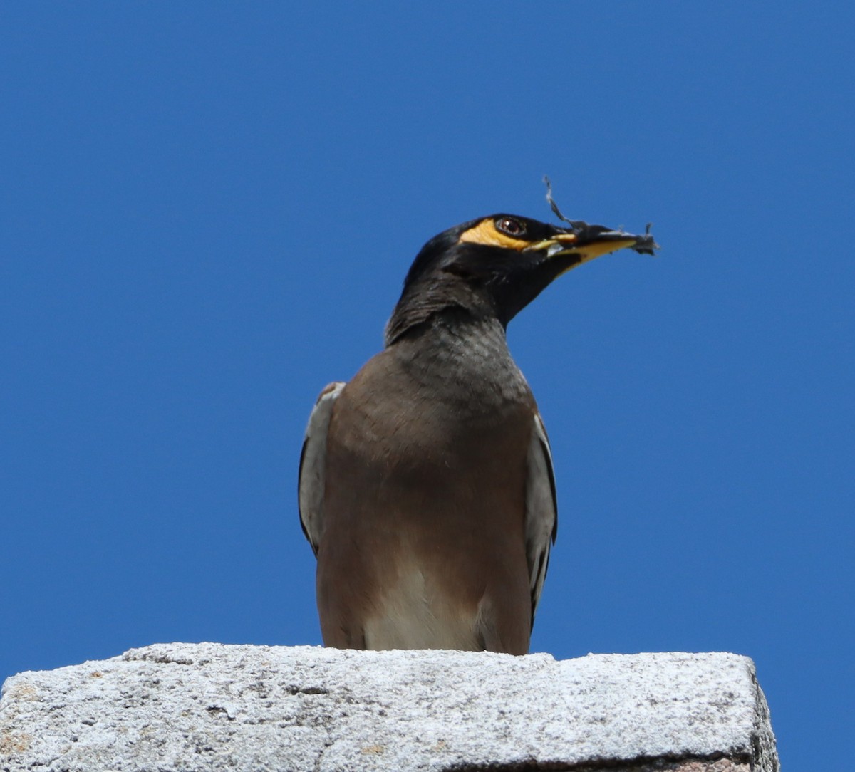 Common Myna - Keith Laakkonen