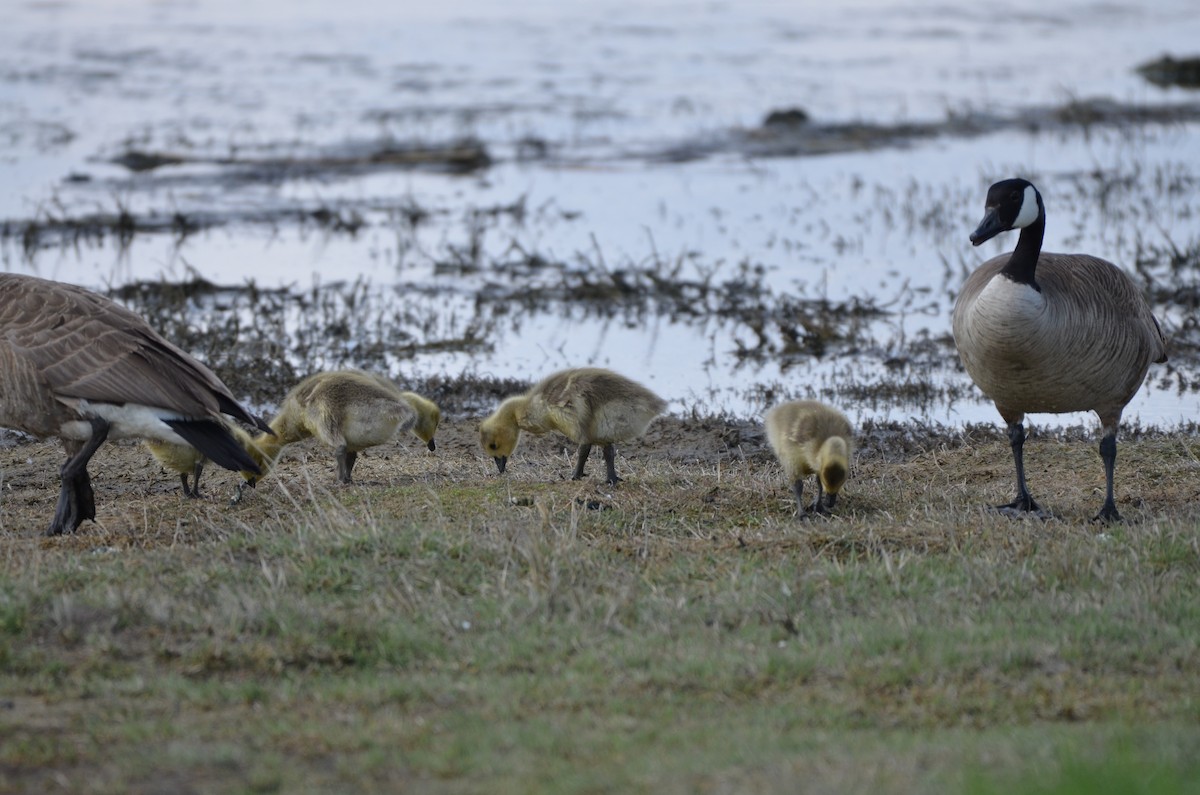 Canada Goose - Carmen Tavares