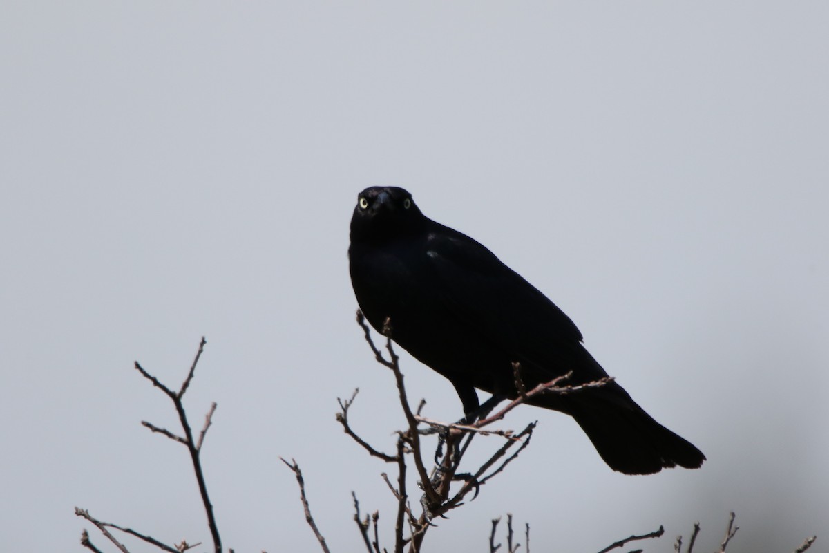 Brewer's Blackbird - Dylan Micallef