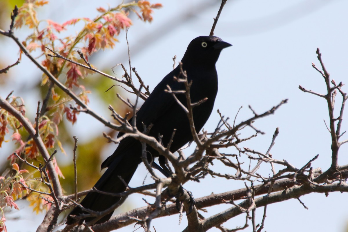 Brewer's Blackbird - Dylan Micallef