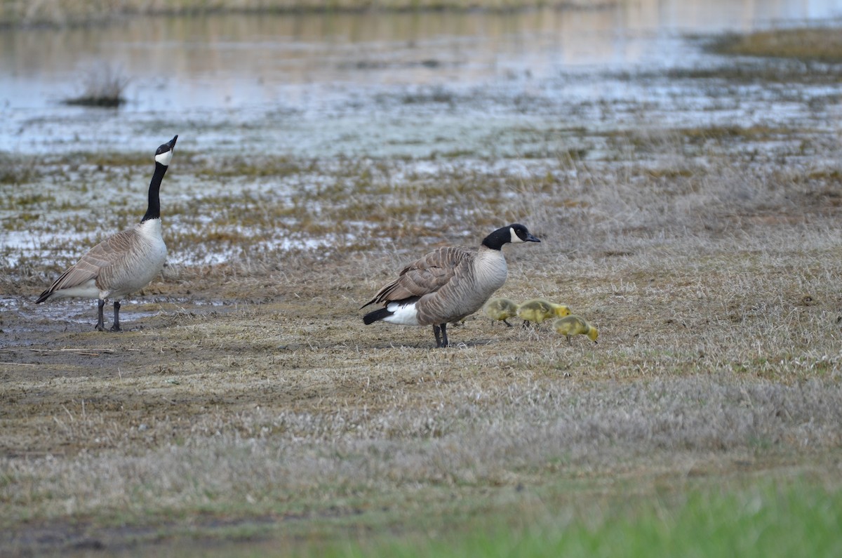 Canada Goose - Carmen Tavares