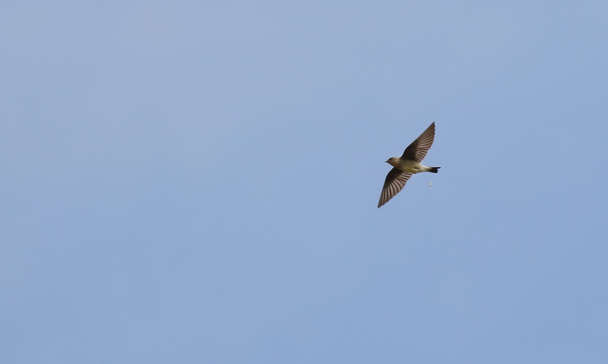 Southern Rough-winged Swallow - Adrián Braidotti