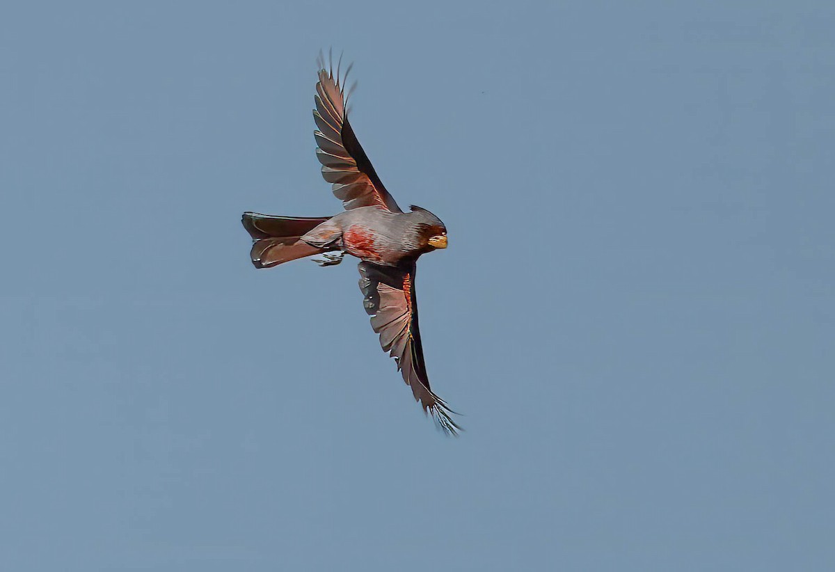 Pyrrhuloxia - Howard Cox