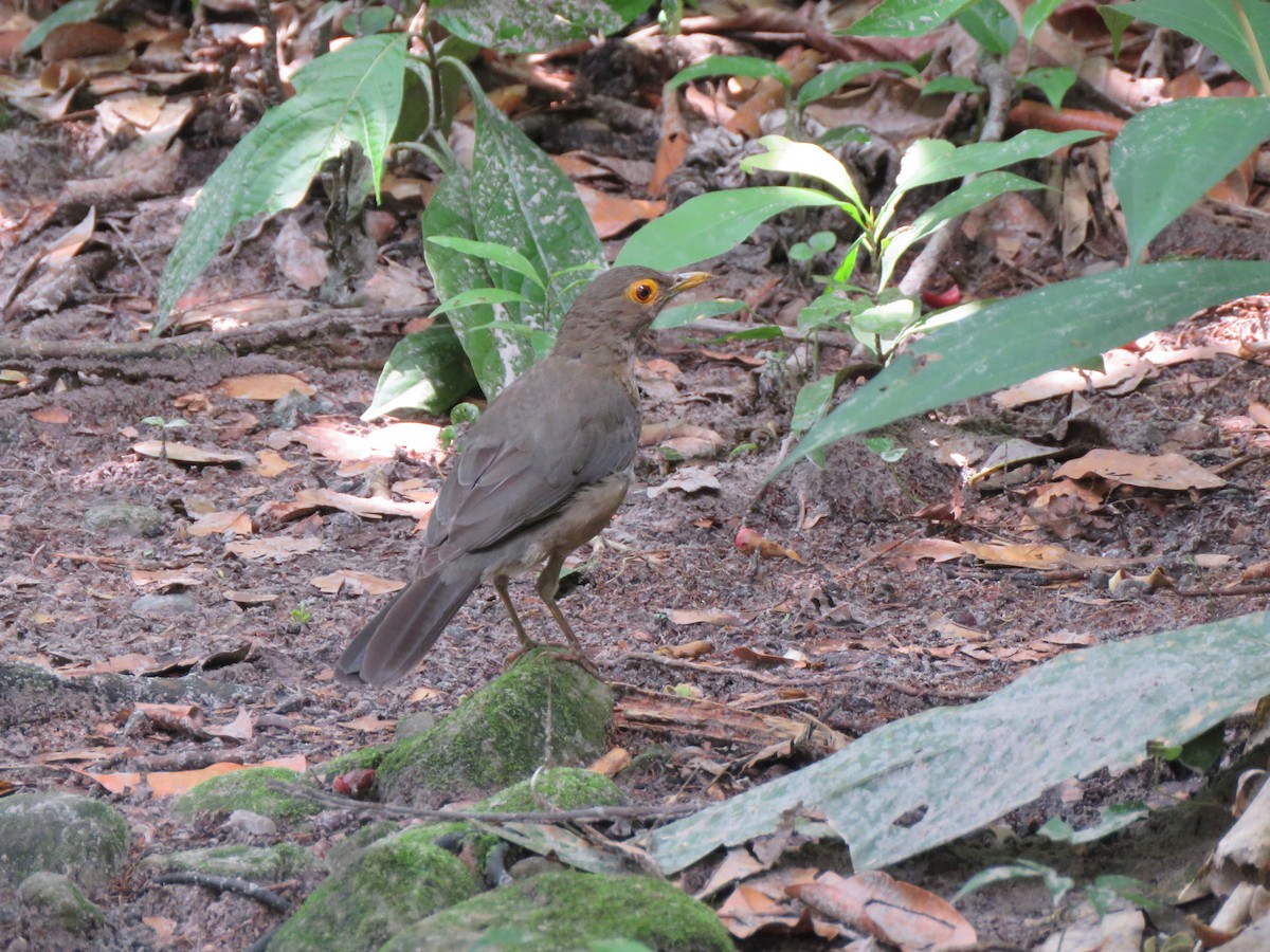 Spectacled Thrush - René Leal