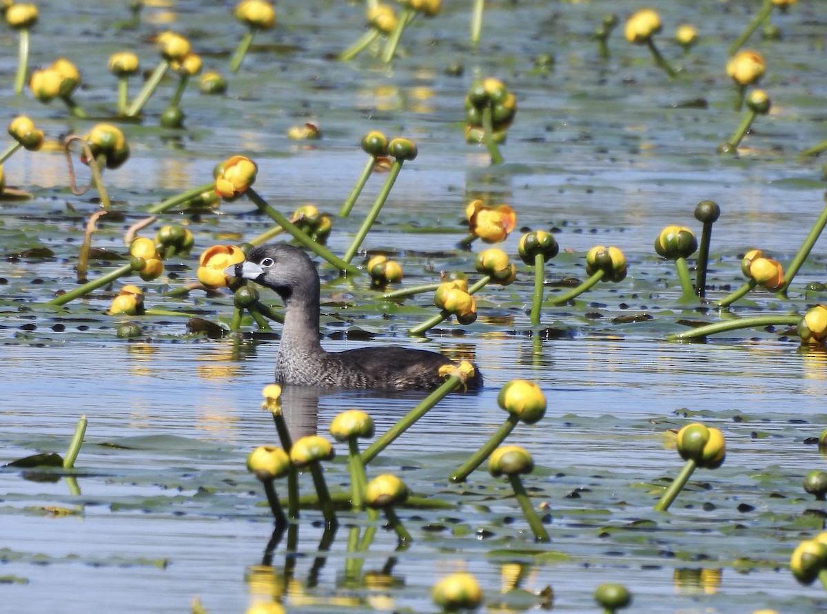 Pied-billed Grebe - Michelle Bélanger