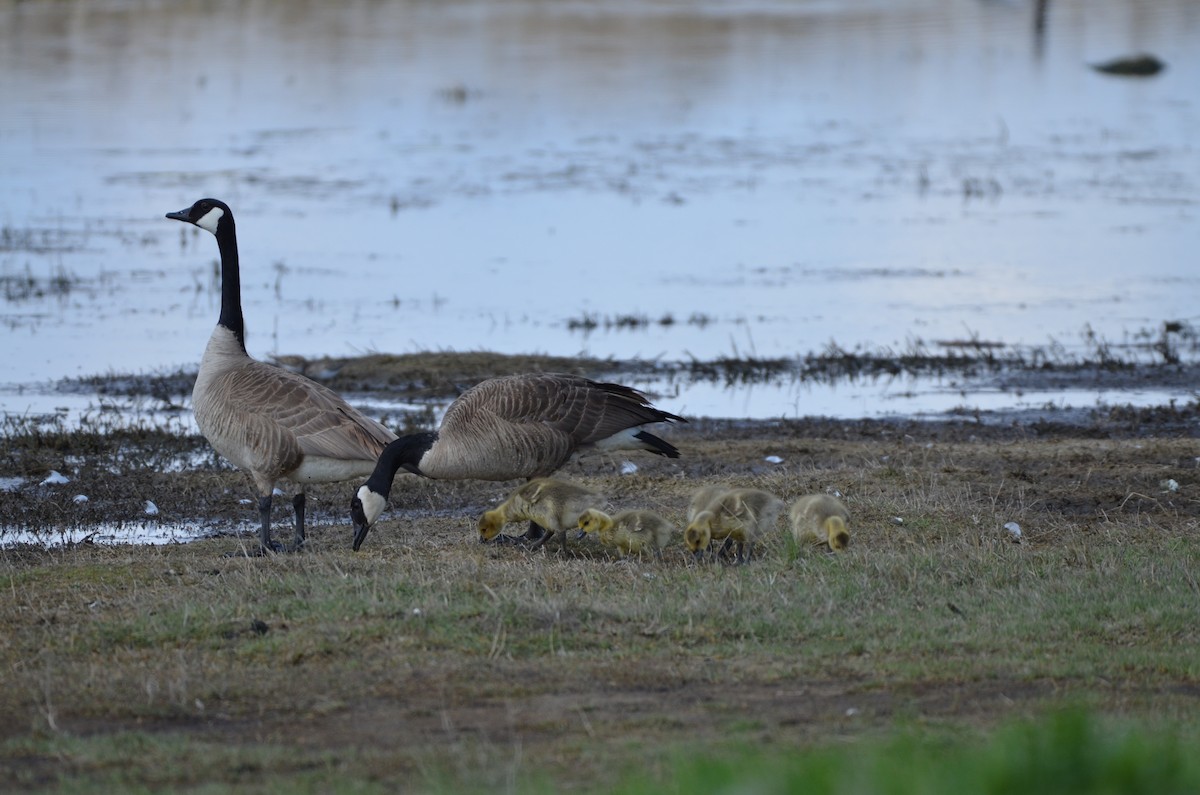 Canada Goose - Carmen Tavares