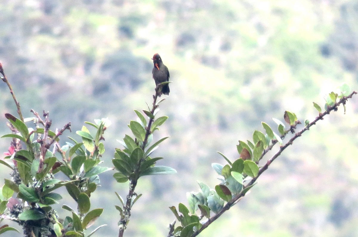 kolibřík Herranův - ML619543217