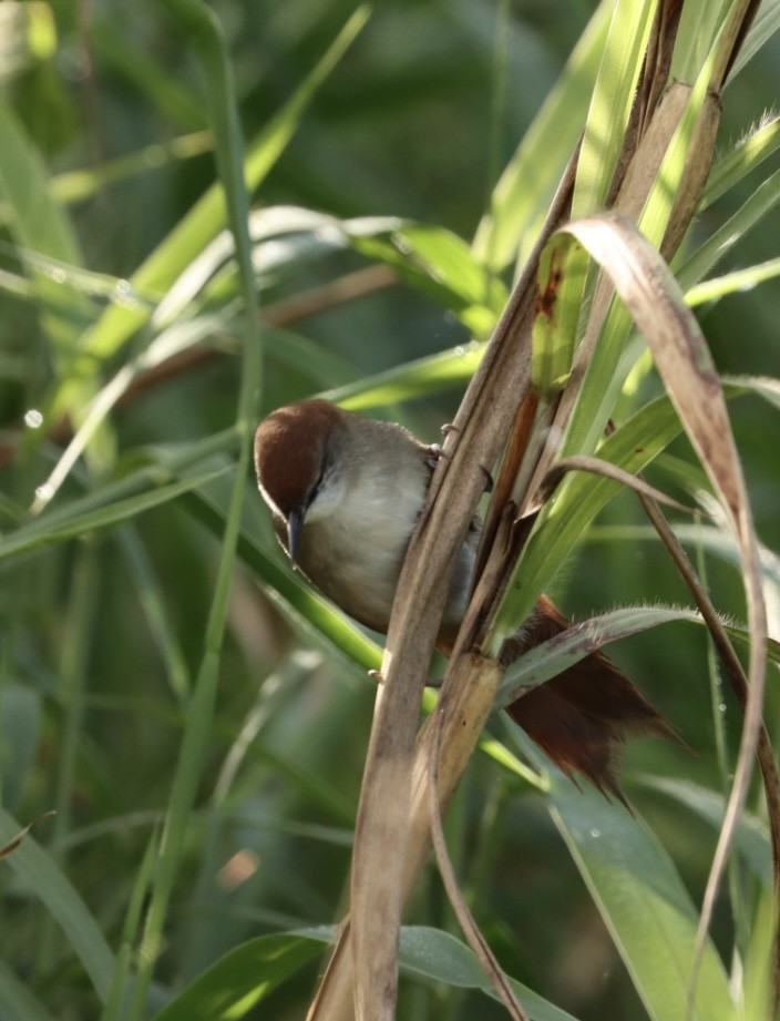 Yellow-chinned Spinetail - Janaina Souza